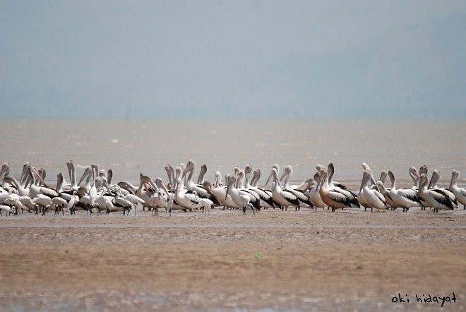 Australian Pelican - ML378482381