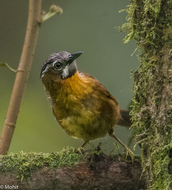 Gray-throated Babbler - ML378482701