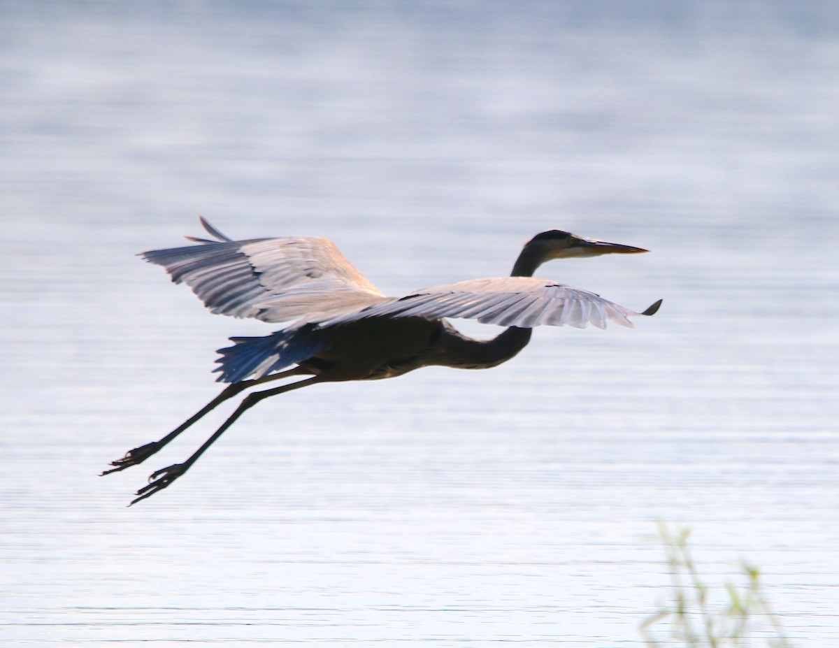 Great Blue Heron - ML378482721
