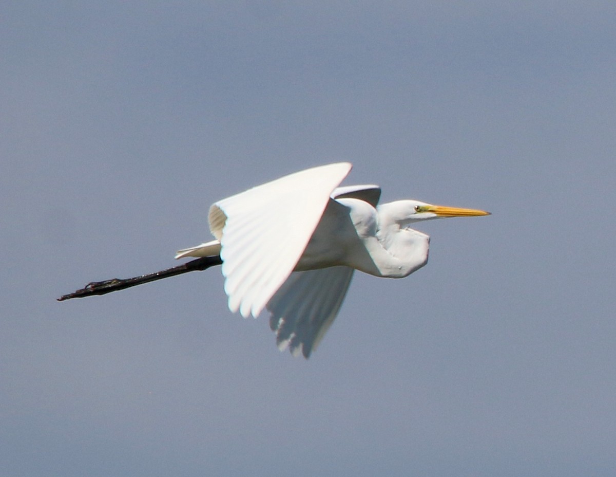 Great Egret - Lori White