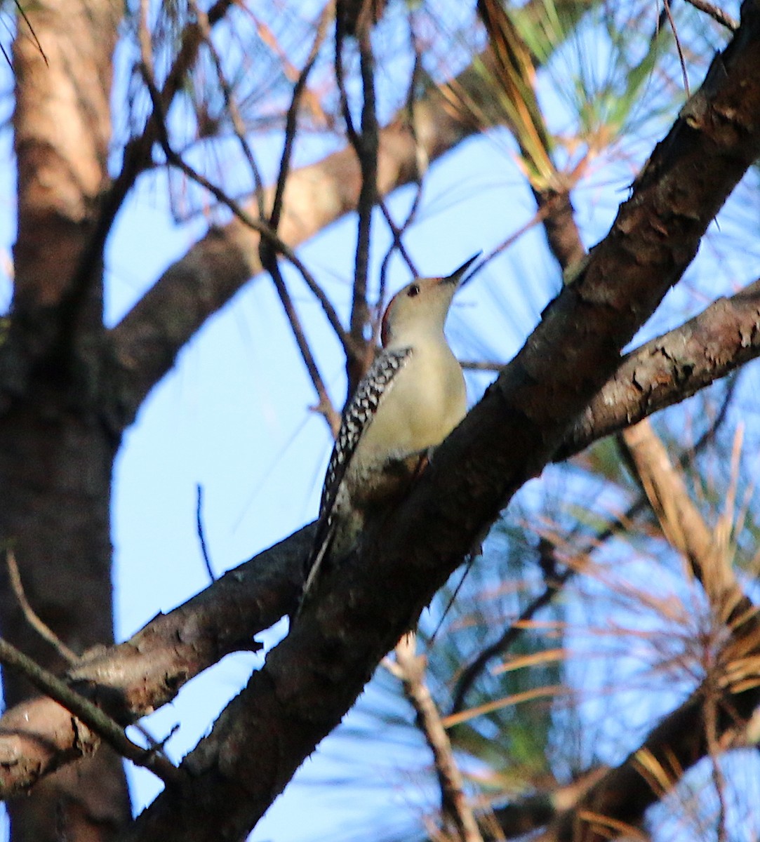 Red-bellied Woodpecker - ML378482931