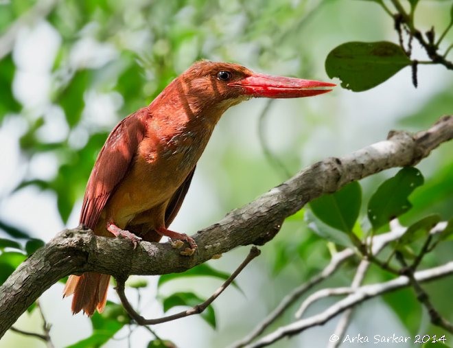 Ruddy Kingfisher - ML378483431