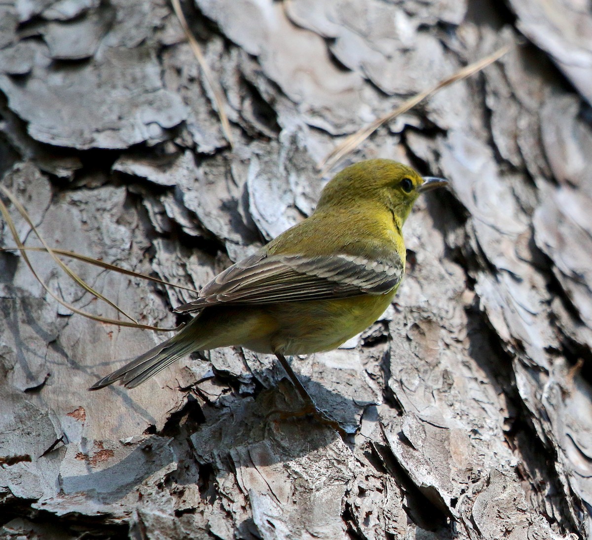 Pine Warbler - Lori White