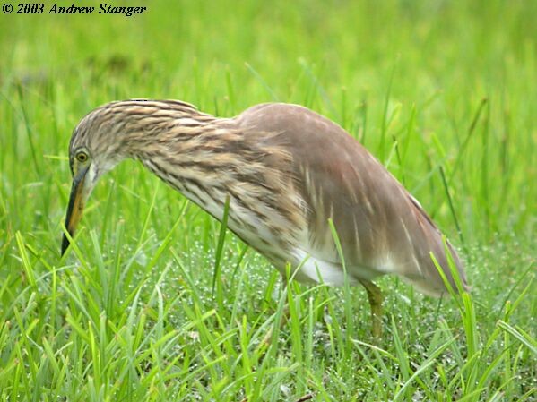 Indian Pond-Heron - ML378484311