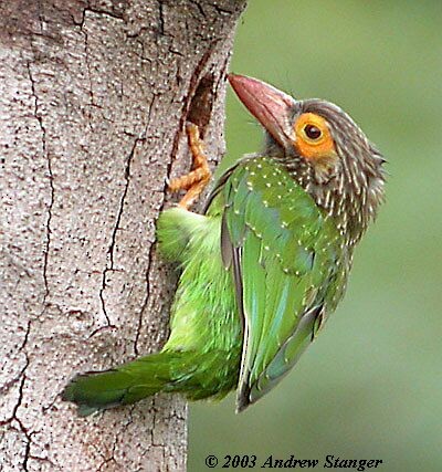 Brown-headed Barbet - ML378484351