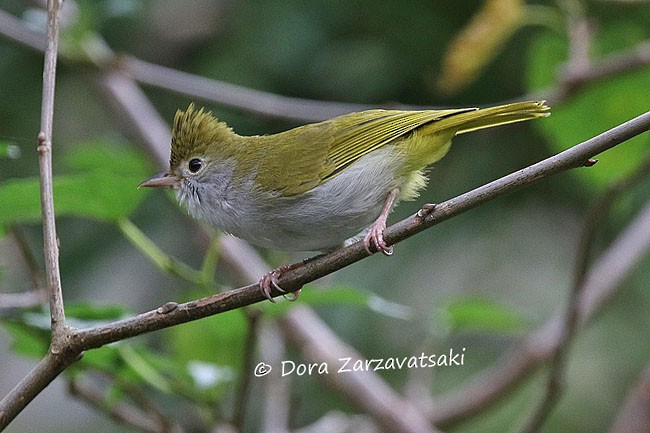 White-bellied Erpornis - Dora  Zarzavatsaki