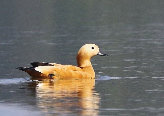 Ruddy Shelduck - ML378484631