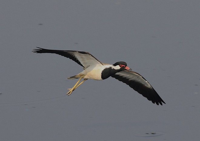Red-wattled Lapwing - ML378484651