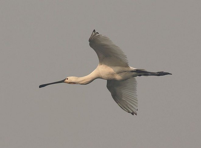 Eurasian Spoonbill - ML378485771