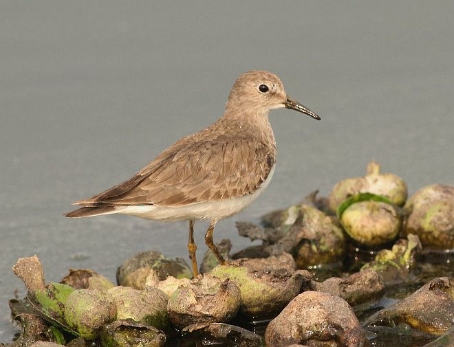 Temminck's Stint - ML378485881
