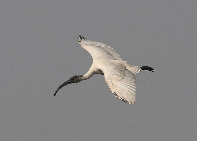 Black-headed Ibis - ML378485901