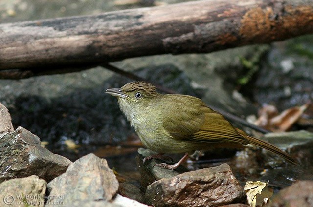 Bulbul Ojigrís (grupo propinqua) - ML378486151