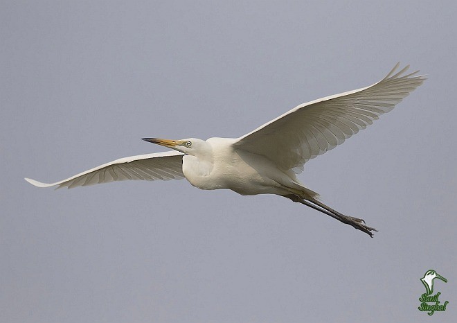 Great Egret (modesta) - ML378486481