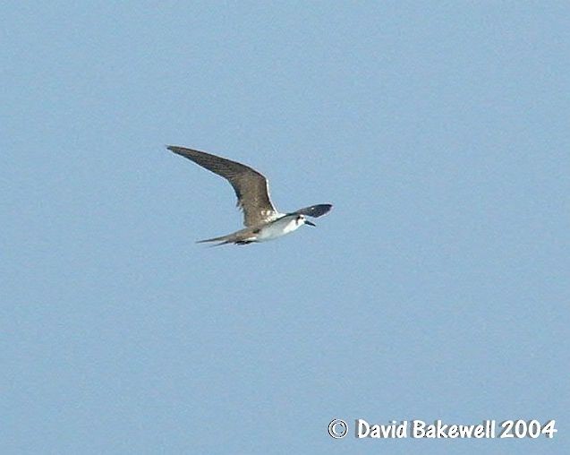 Bridled Tern - Dave Bakewell