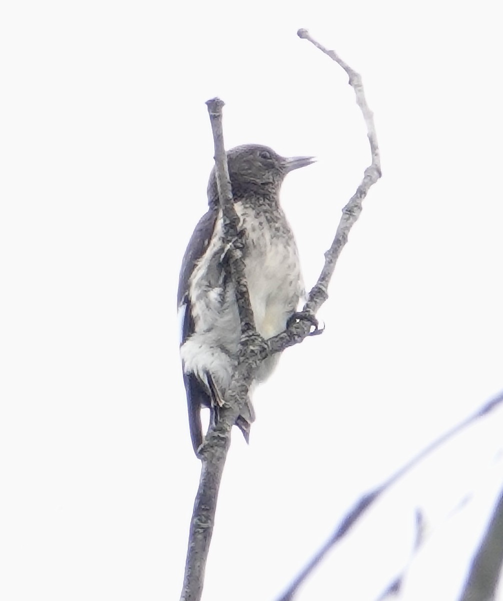 Red-headed Woodpecker - Frank Witebsky