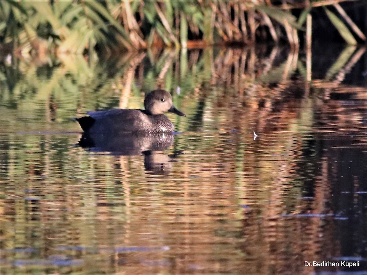 Gadwall - ML378487571