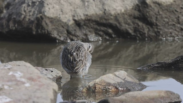 Хараалжин цууцил - ML378487591