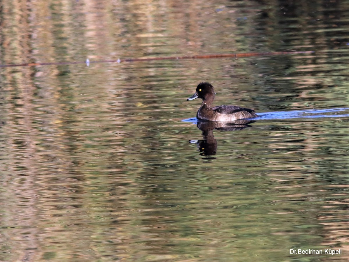 Tufted Duck - ML378487781