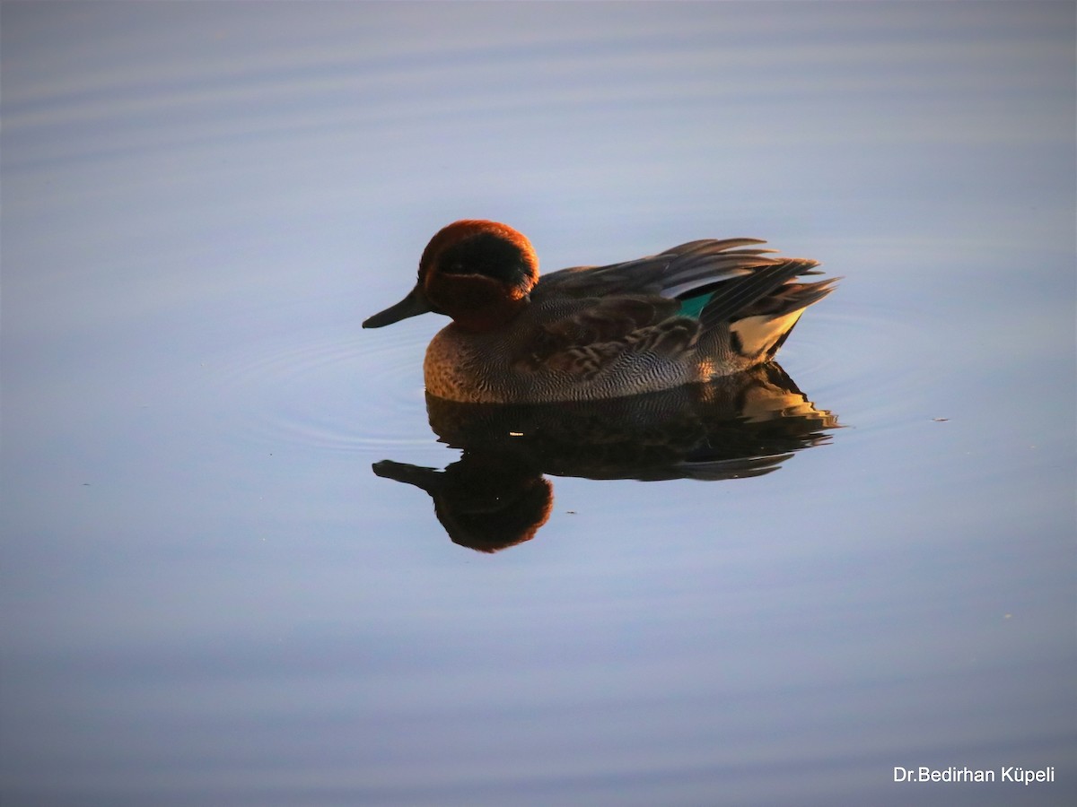 Green-winged Teal - ML378487801