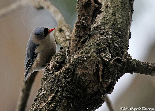 Velvet-fronted Nuthatch - ML378488041