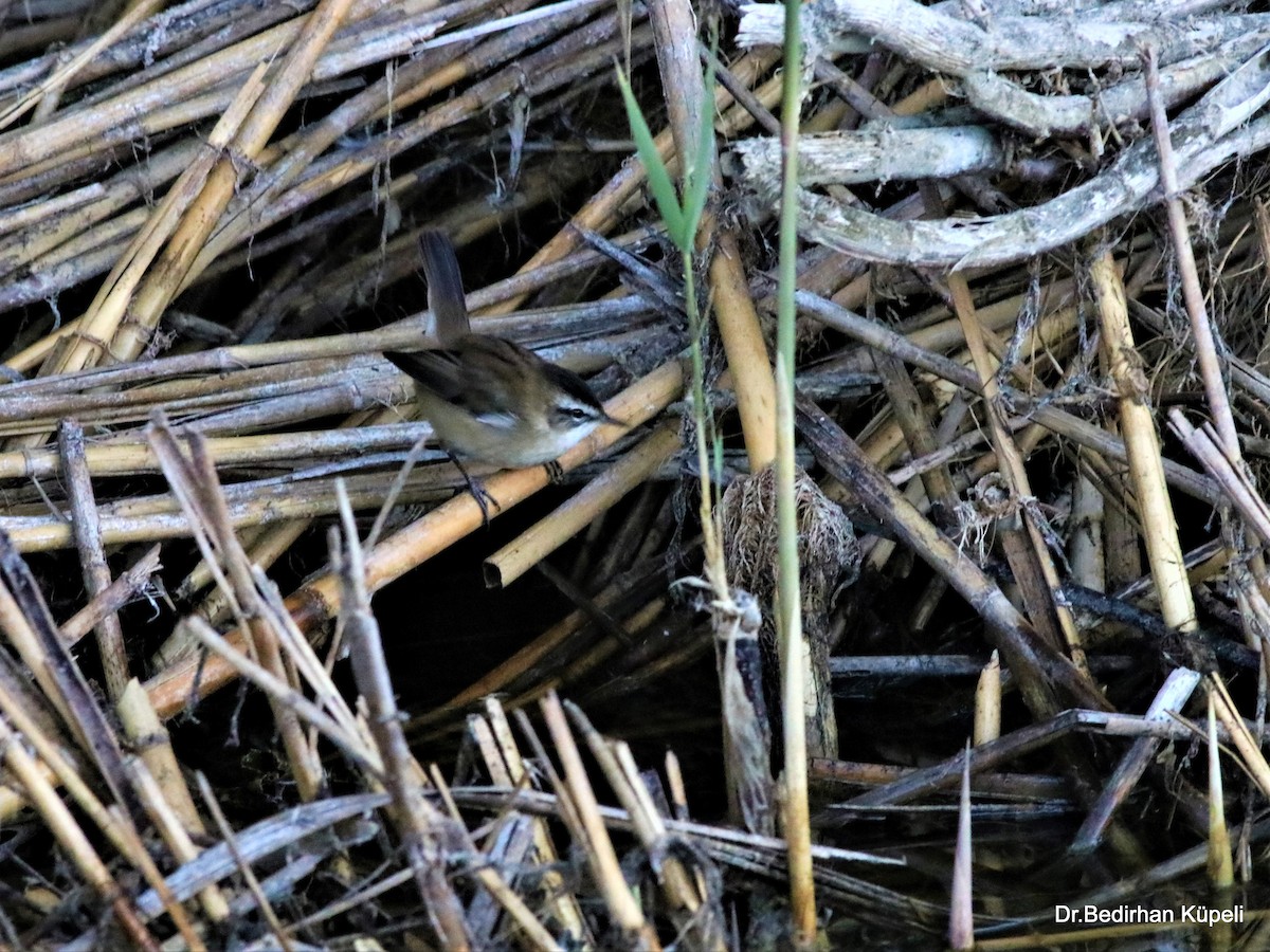 Moustached Warbler - ML378488571