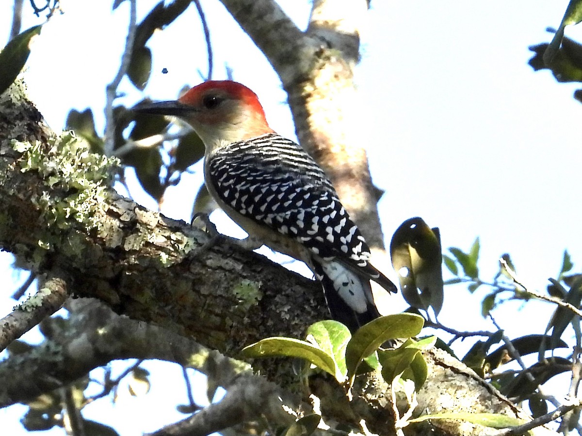 Red-bellied Woodpecker - ML378488961