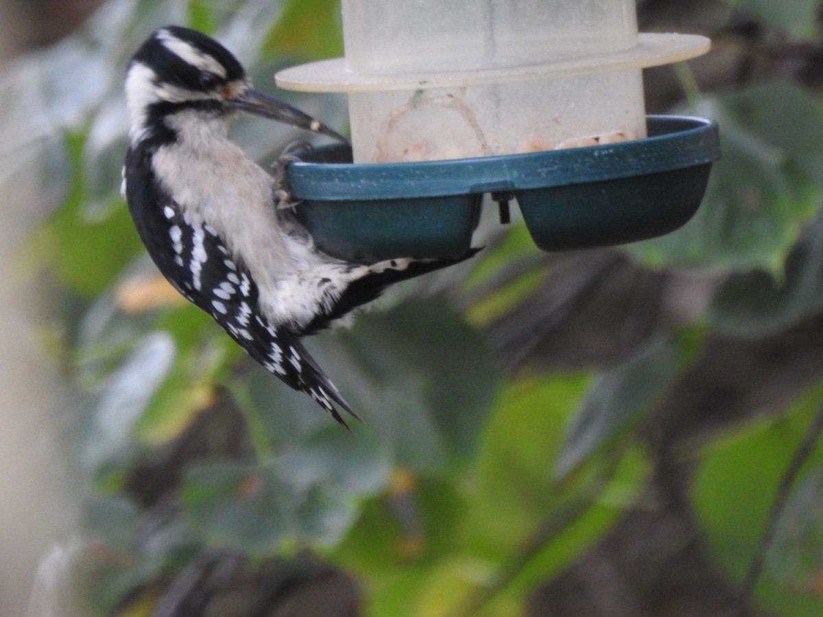 Downy Woodpecker (Eastern) - ML378489221