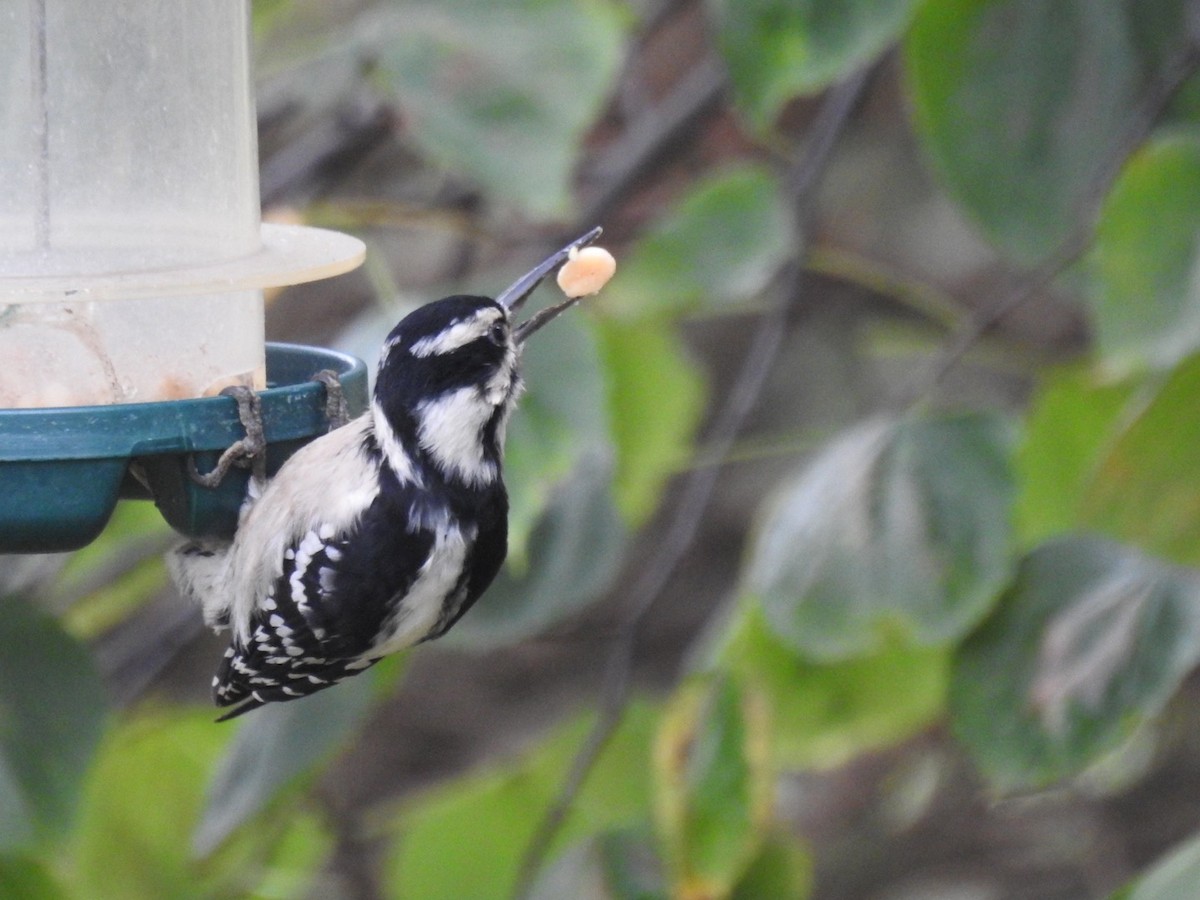 Downy Woodpecker (Eastern) - ML378489231