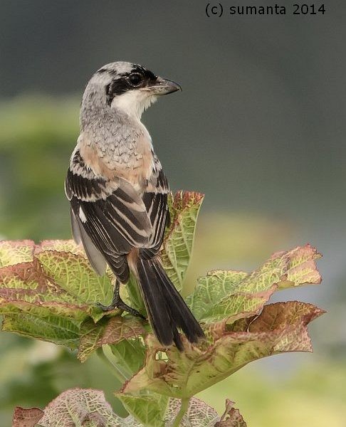 Long-tailed Shrike (tricolor/longicaudatus) - ML378490091