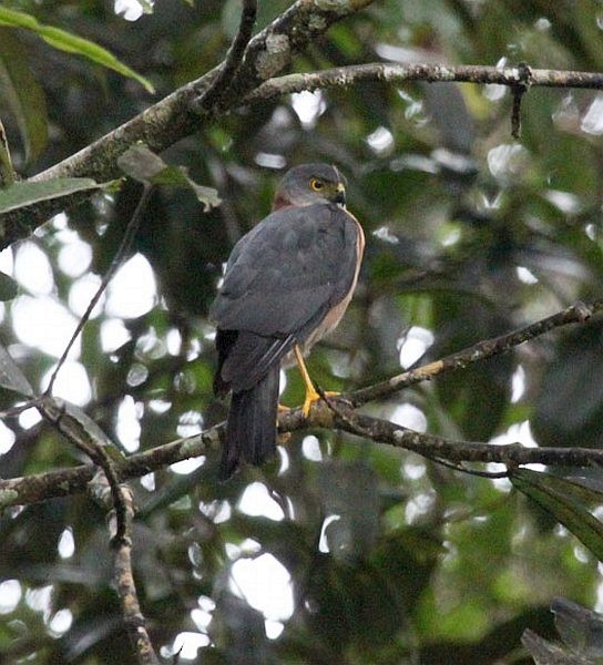 Rufous-necked Sparrowhawk - Hanom Bashari