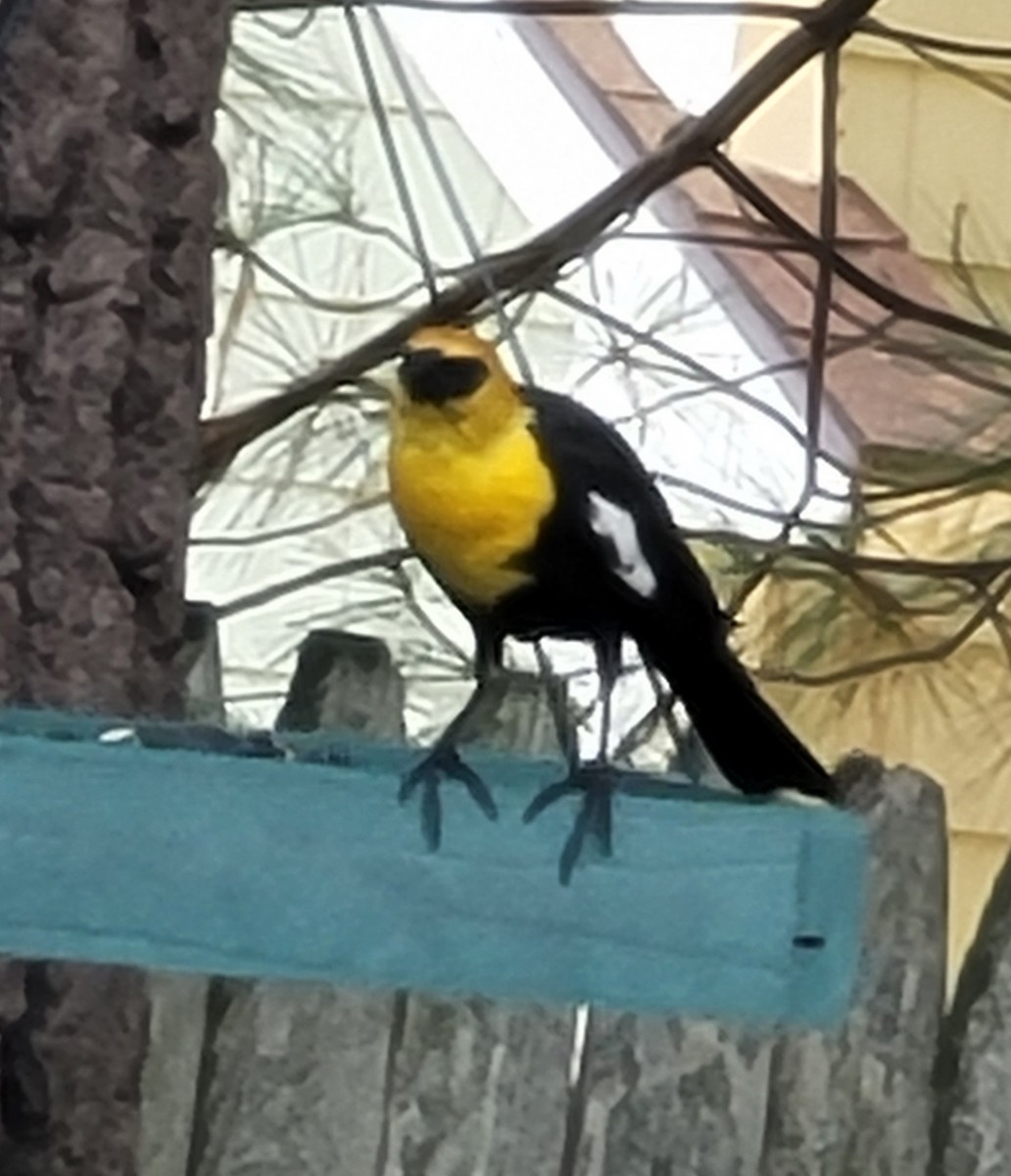 Yellow-headed Blackbird - ML378490461