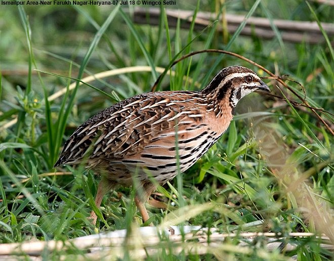 Rain Quail - ML378490571