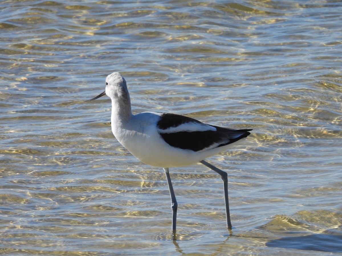 Avocette d'Amérique - ML378490741