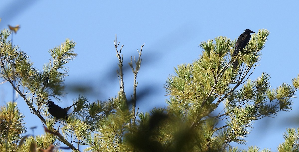 Common Grackle - ML378491031