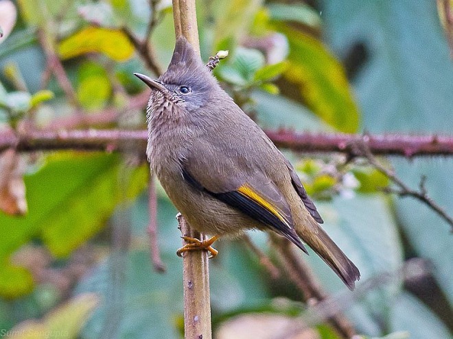 Kehlstreifenyuhina - ML378491781