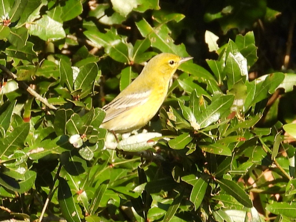 Pine Warbler - ML378492201