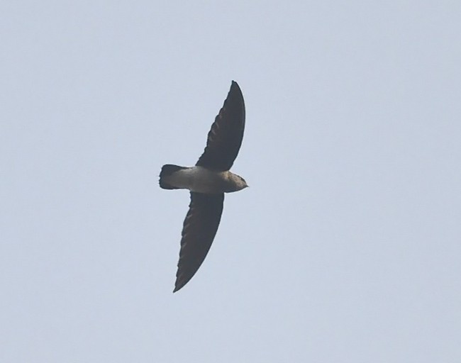 White-rumped Spinetail - ML378493311