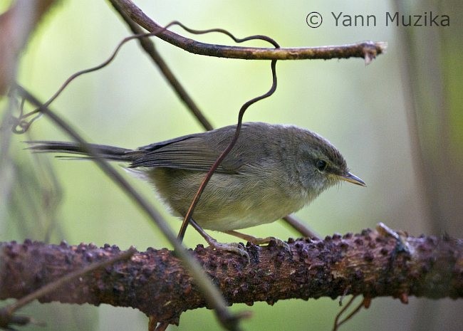 Aberrant Bush Warbler (Sunda) - ML378493851