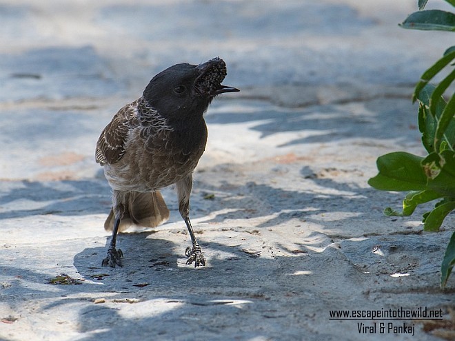 Red-vented Bulbul - ML378494381