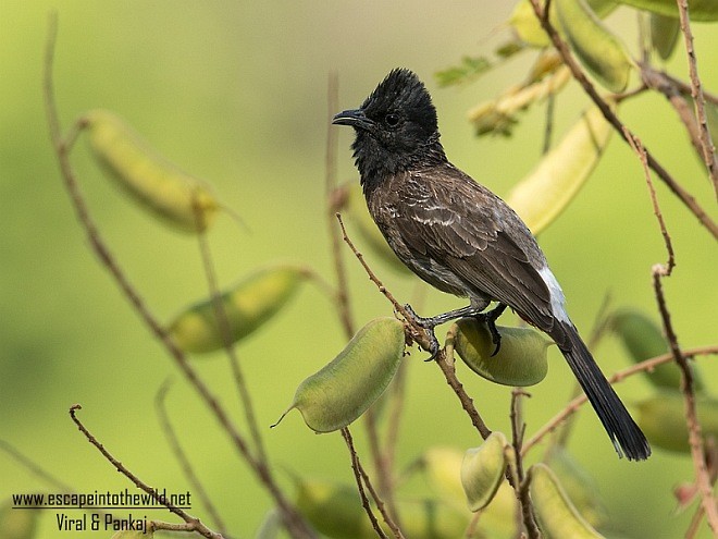 Red-vented Bulbul - ML378494391