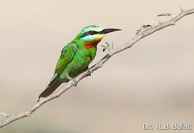 Blue-cheeked Bee-eater - ML378495321