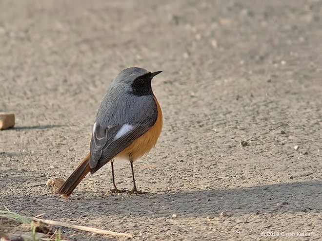 Hodgson's Redstart - ML378495451