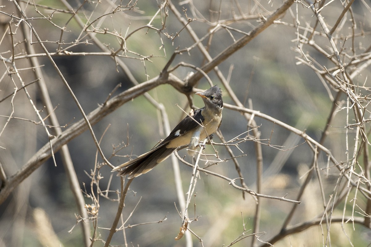 Pied Cuckoo - Michael Gerber