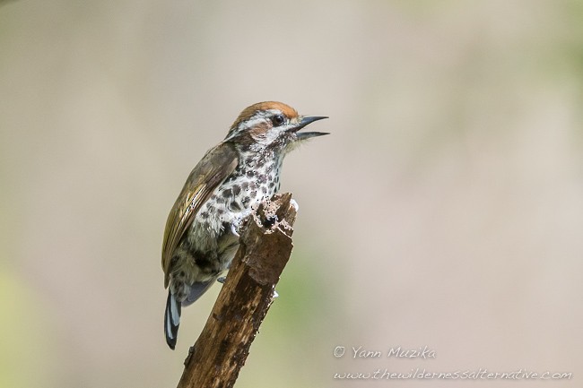 Speckled Piculet - ML378496551
