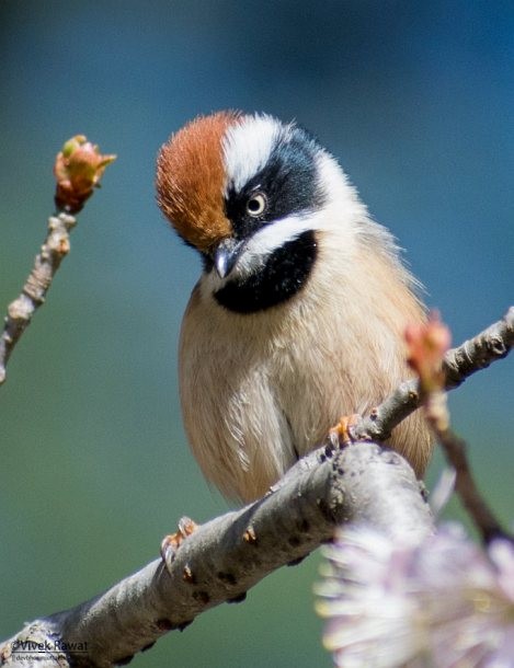 Black-throated Tit (Red-headed) - ML378496661