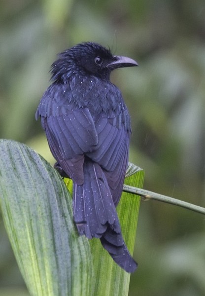 Andaman Drongo - ML378496801