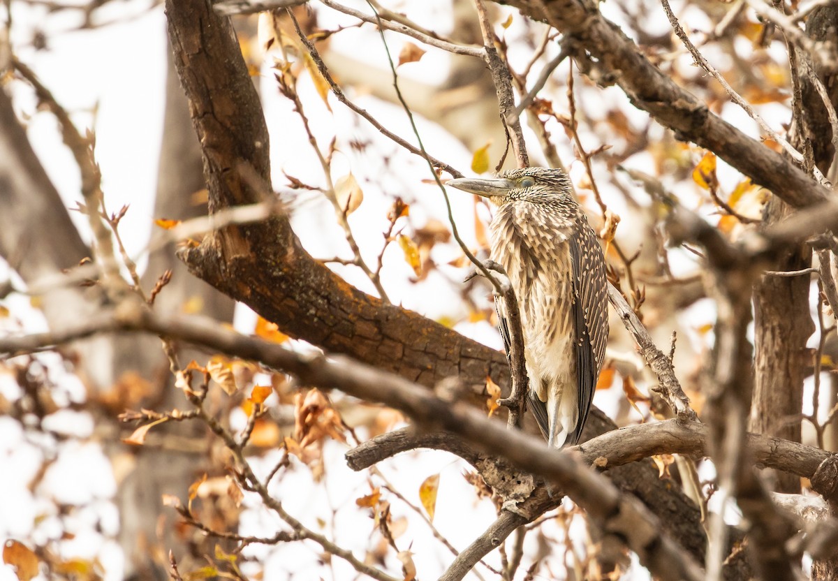 Yellow-crowned Night Heron - Michelle Schreder