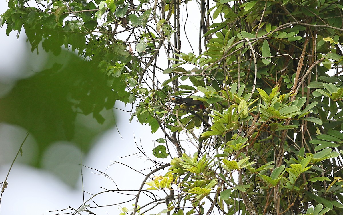 Lettered Aracari (Humboldt's) - ML378497781