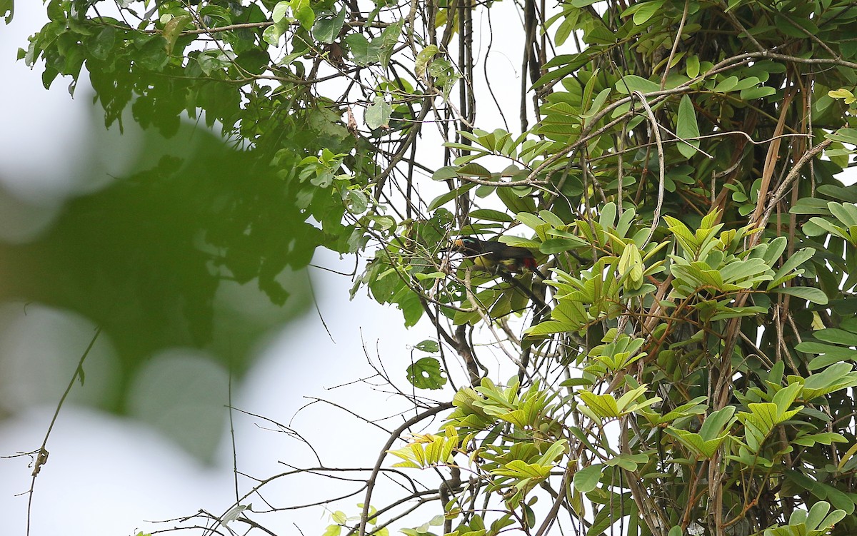 Lettered Aracari (Humboldt's) - ML378497871