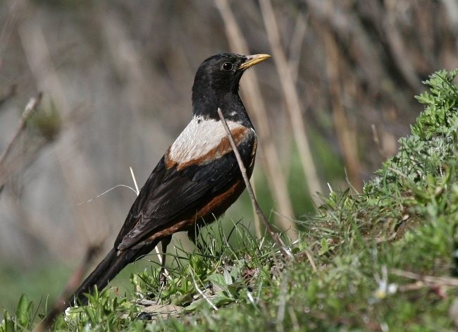 White-backed Thrush - ML378497941